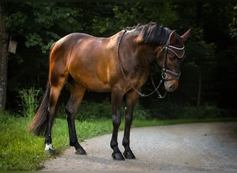 Wallach 8 Jahre