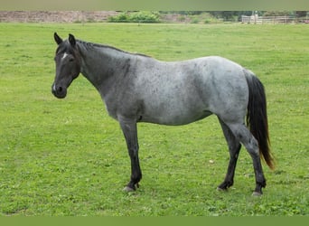 Tennessee Walking Horse, Stute, 9 Jahre, 150 cm, Roan-Blue, in Pinckney MI,