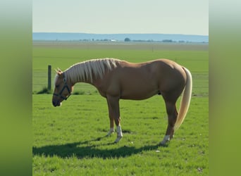 American Quarter Horse, Stallone, 2 Anni, Palomino, in Bari