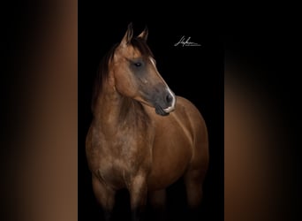 American Quarter Horse, Stute, 11 Jahre, 148 cm, Buckskin, in Waldshut-Tiengen