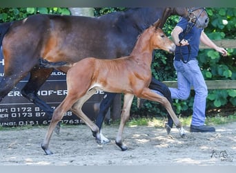 Oldenburg-International (OS), Stallion, 1 year, Brown, in Löningen,