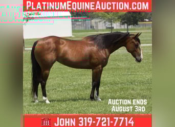 American Quarter Horse, Merrie, 7 Jaar, 142 cm, Roodbruin, in Lisbon IA