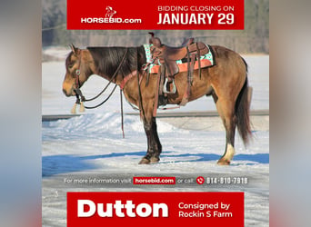 Quarter horse américain, Hongre, 9 Ans, 147 cm, Buckskin, in Rebersburg,