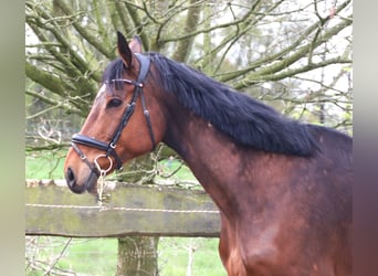 Irish Sport Horse Mix, Wallach, 10 Jahre, 165 cm, Brauner, in Uelsenuelsen