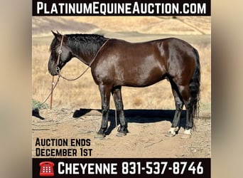 Mustang (american), Gelding, 10 years, 14.2 hh, Black, in Bitterwater CA,