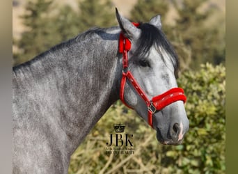 PRE, Stallion, 4 years, 15.2 hh, Grey, in Tabernas Almeria
