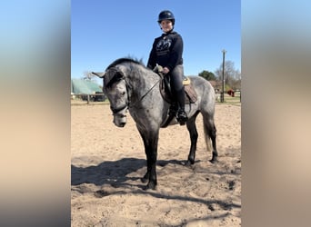 Connemara, Wallach, 4 Jahre, 148 cm, Apfelschimmel, in Trebbin