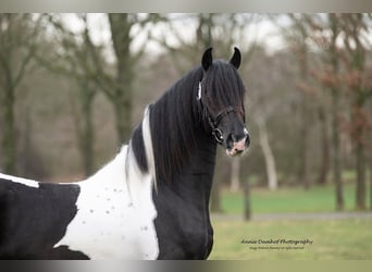 Barock Pinto Mix, Hengst, 3 Jaar, 160 cm, Gevlekt-paard, in Heerhugowaard,
