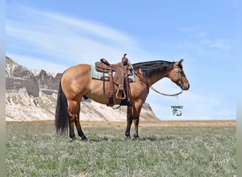 American Quarter Horse, Ruin, 4 Jaar, 145 cm, Falbe, in Bayard, Nebraska,