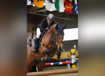 Württemberger, Stallone, 20 Anni, 167 cm, Baio