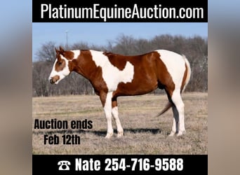 Quarter horse américain, Hongre, 9 Ans, 150 cm, Tobiano-toutes couleurs, in Waco TX,