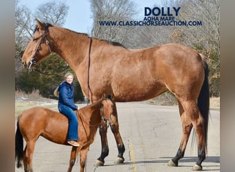 Quarter horse américain, Jument, 7 Ans, 152 cm, Isabelle, in Park Hills, MO,