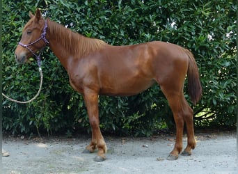 Other Breeds, Mare, 4 years, 14.2 hh, Chestnut-Red, in Lathen,