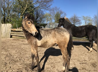 German Riding Pony, Stallion, 1 year, Buckskin, in Damp,