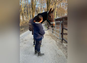 Reitbeteiligung gesucht