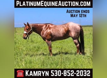 Quarter horse américain, Jument, 12 Ans, 152 cm, Rouan Rouge, in Pleasant Grove CA,