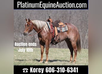 Quarter horse américain, Hongre, 8 Ans, 163 cm, Alezan cuivré, in Whitley City Ky,