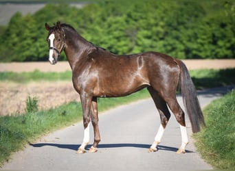 Oldenburg, Giumenta, 3 Anni, 168 cm, Sauro, in Hetzerath