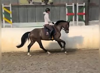 Caballo de deporte alemán, Caballo castrado, 5 años, 163 cm, Castaño oscuro, in Lutherstadt Wittenberg