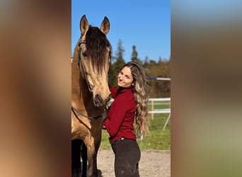 PRE Mix, Wallach, 7 Jahre, 165 cm, Buckskin, in Baar