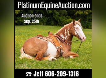 Quarter horse américain, Hongre, 5 Ans, 165 cm, Overo-toutes couleurs, in Middletown OH,