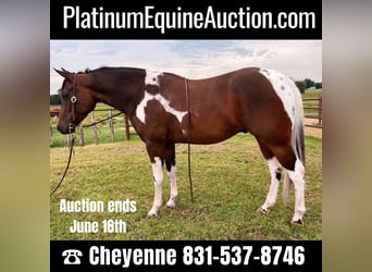 Quarter horse américain, Hongre, 5 Ans, 152 cm, Tobiano-toutes couleurs, in Weatherford TX,