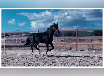 KWPN, Yegua, 3 años, Negro, in colmenar viejo