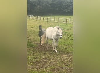 German Sport Horse, Mare, 14 years, 16,1 hh, Gray, in Nordhorn,