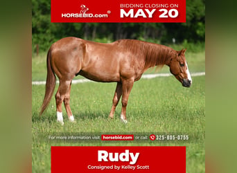 American Quarter Horse, Castrone, 4 Anni, 152 cm, Sauro ciliegia, in Stephenville,