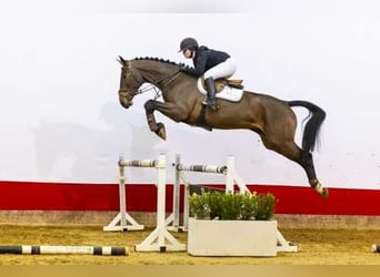 Deens warmbloed, Merrie, 5 Jaar, 174 cm, Bruin, in Waddinxveen,