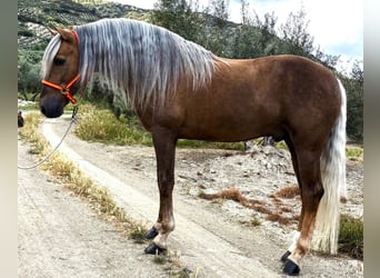 Koń andaluzyjski Mix, Wałach, 8 lat, 162 cm, Izabelowata, in Santok