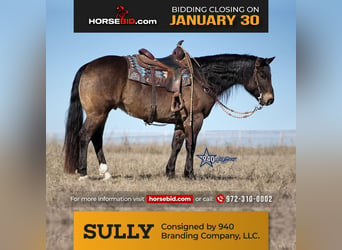 American Quarter Horse, Ruin, 10 Jaar, Buckskin, in Addison, TX,