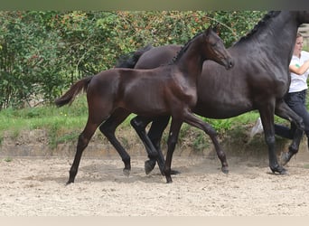 Trakehner, Stallion, 1 year, Black, in Helmstorf-Kühren,
