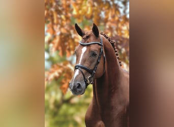 Hanoverian, Stallion, 12 years, 16.2 hh, Chestnut-Red