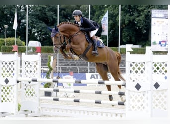 Hanoverian, Stallion, 13 years, 16,2 hh, Chestnut-Red