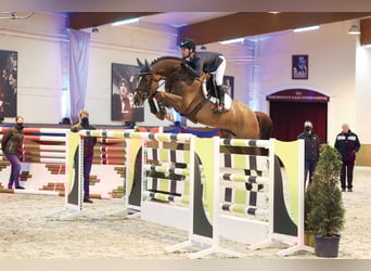 Hanoverian, Stallion, 13 years, 16,2 hh, Chestnut-Red