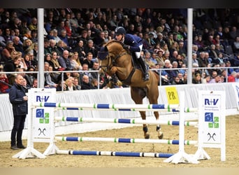 Hanoverian, Stallion, 13 years, 16,2 hh, Chestnut-Red