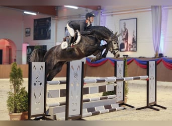 Koń meklemburski, Ogier, 8 lat, 169 cm, Siwa