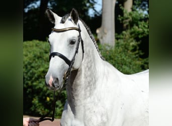 Koń meklemburski, Ogier, 15 lat, 172 cm, Siwa