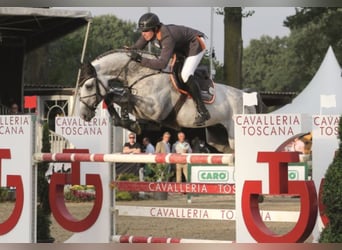 Mecklenburg, Stallone, 17 Anni, 172 cm, Grigio