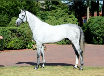 Mecklenburg Warmblood, Stallion, 16 years, 16,3 hh, Grey