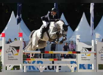 Mecklenburg Warmblood, Stallion, 16 years, 16,3 hh, Grey