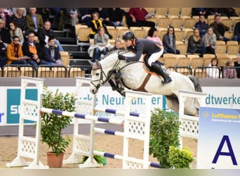 Mecklenburg Warmblood, Stallion, 16 years, 16,3 hh, Grey