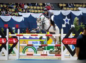 Mecklenburg Warmblood, Stallion, 16 years, 16,3 hh, Grey