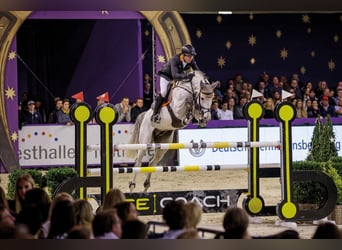 Mecklenburg Warmblood, Stallion, 16 years, 16,3 hh, Grey