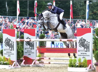 Mecklenburger Warmblut, Hengst, 16 Jahre, 172 cm, Schimmel