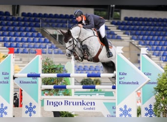 Mecklenburger Warmblut, Hengst, 16 Jahre, 172 cm, Schimmel