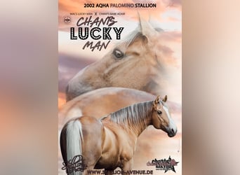 Quarter horse américain, Étalon, 23 Ans, 152 cm, Palomino