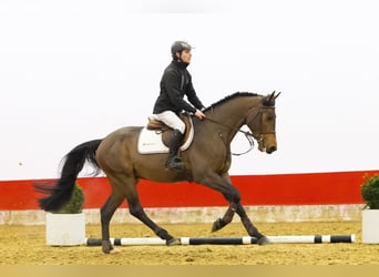 Cheval à sang froid Thuringe, Étalon, 4 Ans, 165 cm