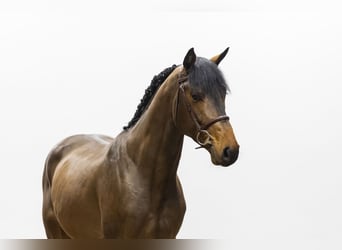 Cheval à sang froid Thuringe, Étalon, 4 Ans, 165 cm